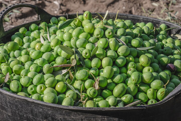 Organic Manzanilla Olive Harvest in Seville, Spain. Group of a lot of olives in baskets ready to get extra virgin olive oil to sell it in small markets in the city. Ingredient of the Mediterranean die