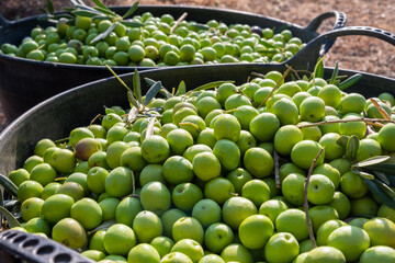 Collection of the manzanilla olive in a rustic village of a village farmer for the traditional extraction of the extra virgin olive, a fundamental ingredient of the Mediterranean diet to promote good 