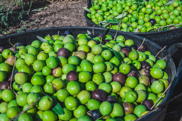 Many organic olives harvested by hand by a farmer in a rustic villa in Seville, Spain. Collection in a basket of Spanish olives. Ingredient of the Mediterranean diet.
