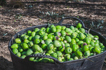 Baskets and boxes full of olives harvested in a farmer's organic garden to make extra virgin olive oil and dress them to sell them in the markets. Ingredient of the Mediterranean diet.