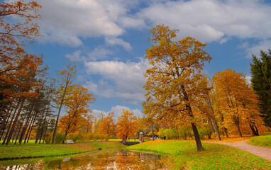 Beautiful day with Autumn fall trees at  nature park warm with big trees in the forest at Autumn fall foliage season colorful  background