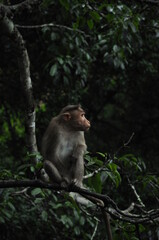 Fototapeta na wymiar japanese macaque on a tree