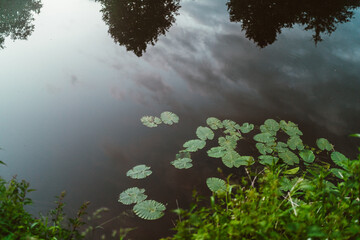 Kleiner See mit Pflanzen und Spiegelung der Wolken im Wasser an der Ems im Naturschutzgebiet im Münsterland in Nordrhein-Westfalen