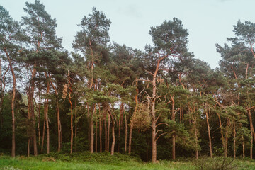 Alter Baumbestand an der Ems im Naturschutzgebiet im Münsterland in Nordrhein-Westfalen