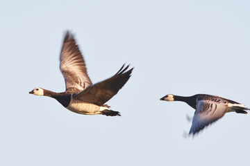 Weißwangengans oder Nonnengans (Branta leucopsis)