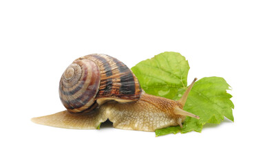 Edible roman snail (Helix pomatia, Burgundy or escargot) with brown striped shell drinking dew drops on grape leaf. Isolated on white backgroung.  