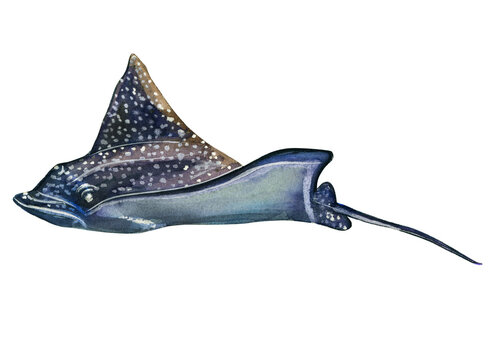 Spotted stingray with wide wings. Watercolor drawing of sea creatures isolated on white background.