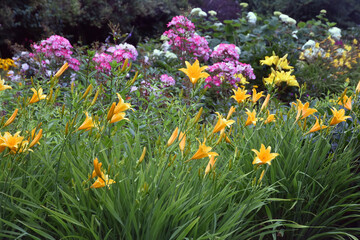 Fototapeta premium Yellow lilly flowers