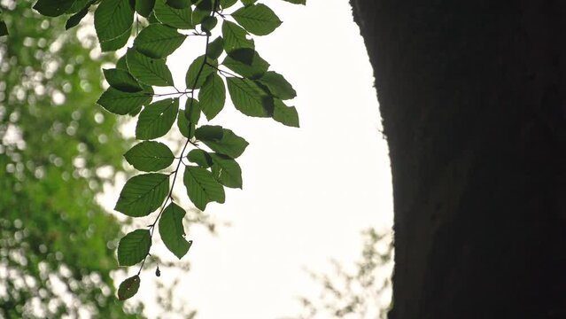 beech branches and leaves in backlight in the summer sun. Abruzzo, Italy, Europe