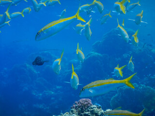 Fototapeta na wymiar many mackerel with yellow stripe in blue seawater