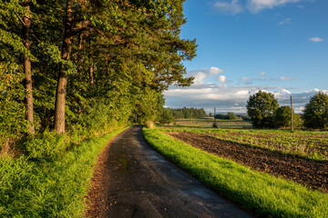 Fototapeta na wymiar Road through meadows and fields in the village