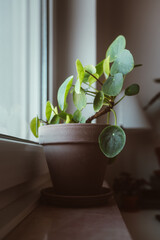Pilea Peperomioides Zimmerpflanze im Terrakotta Topf 