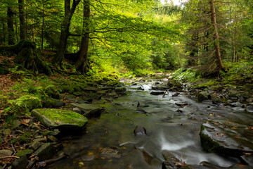 A mountain stream in a dense forest at the beginning of autumn