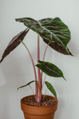 Alocasia Pink Dragon Zimmerpflanze im Terrakotta Topf 