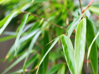 Green leaves of a bamboo plant of the species Fargesia scabrida Asian Wonder. Focus on the foreground, blur effect, close up