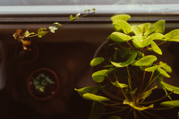 Pilea Peperomioides Zimmerpflanze im Terrakotta Topf von oben auf der Fensterbank