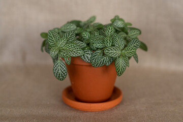 Fittonia kleine Zimmerpflanze im Terrakotta Topf 