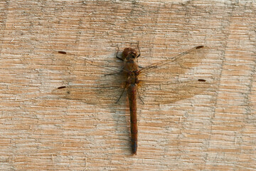 Große Heidelibelle (Sympetrum striolatum) Weibchen