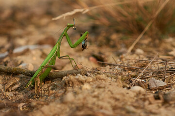 Europäische Gottesanbeterin (Mantis religiosa) mit erbeuteter Blauflügeliger Ödlandschrecke	