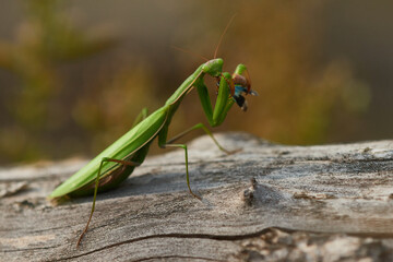 Europäische Gottesanbeterin (Mantis religiosa) mit erbeuteter Blauflügeliger Ödlandschrecke	