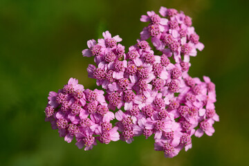 Schafgarbe (Achillea millefolium L.)  © Karin Jähne