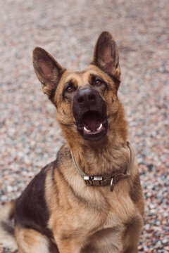 German Shepherd barking outside. Smart dog look. Guard dog. Sheepdog with big funny ears. High quality photo