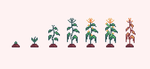 Corn plant growth progress pixel art. Sapling germination stages 8 bit sprite. Game development, mobile app.  Isolated vector illustration.