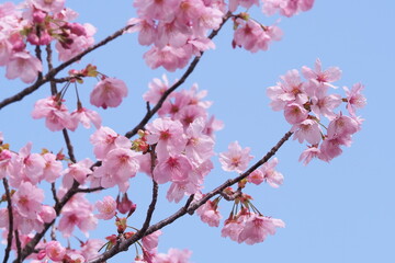 青空と桜