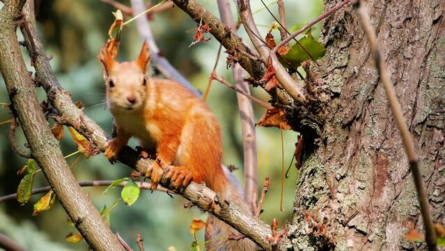 Frightened red squirrel makes clattering sounds.