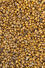 background on which a grain of wheat is depicted