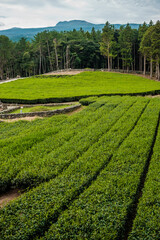 Fototapeta na wymiar tea plantation in jeju island korea