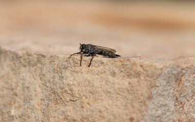 Brown heath Robberfly Machimus cingulatus