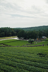 tea plantation in jeju island korea