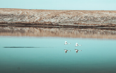 Birds taking off from Lake in Dorset