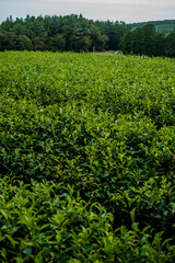 Fototapeta na wymiar tea plantation in jeju island korea