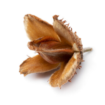Single beech nut isolated on white background
