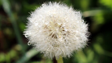 Pusteblume