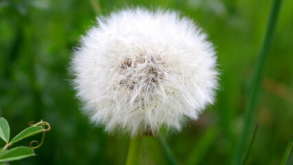 Pusteblume
