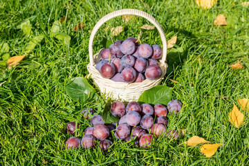In the wicker basket on the grass, garden freshly ripe plums.