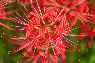秋の花、ヒガンバナまたは彼岸花またの名を曼殊沙華