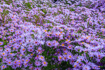 Obraz premium Aster dumosus Blue Lagoon ( pillows Aster ). 
