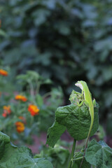 Green Anole Lizard - Anolis carolinensis on Lantana Flower, Shallow DOF