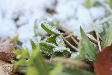 Winter morning, humidity has turned to ice