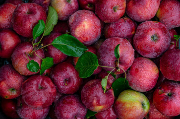 A Full-Frame Shot Of juicy Apples. Bright red apples with a green twig in raindrops. background of juicy fragrant apples in the rain.Attention-grabbing background, charming, seductive, sexy.copy space