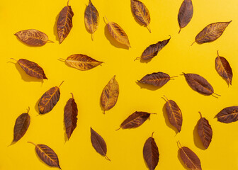 Creative layout pattern from made of dry autumn leaves on yellow background.