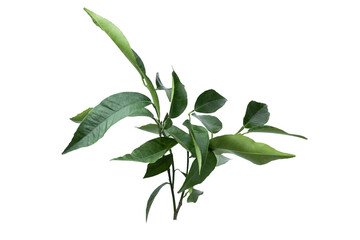 Fresh green orange leaves isolated on white background. Clipping Path. Full Depth of field. Focus stacking