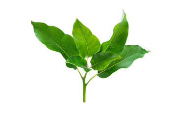 Branch of avocado tree isolated on white background.  Full Depth of field. Focus stacking