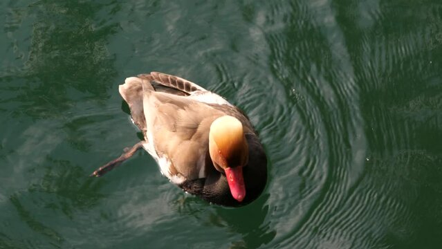 The red-crested pochard (Netta rufina), a large diving duck (male)