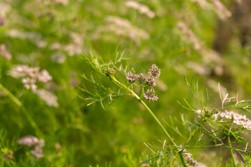 Coriander flower blooming in the coriander field. Coriander is an annual herb in the family of Apiaceae. It is also known as Chinese parsley, dhania, or cilantro.