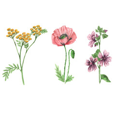 set of wild flowers poppy, tansy illustration. hand drawn design elements.